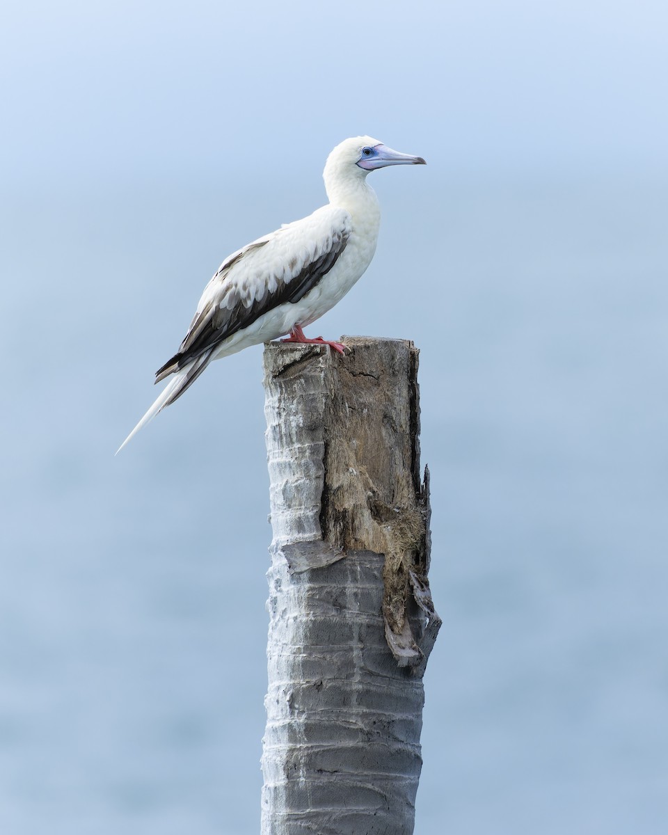 Red-footed Booby - ML638581981