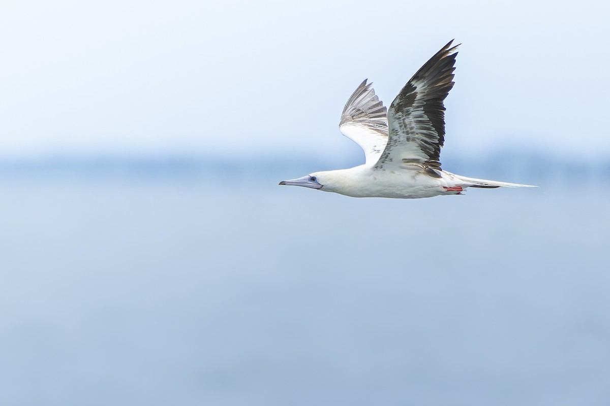 Red-footed Booby - ML638581982