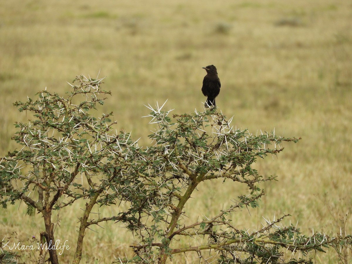 drongo africký - ML638581987
