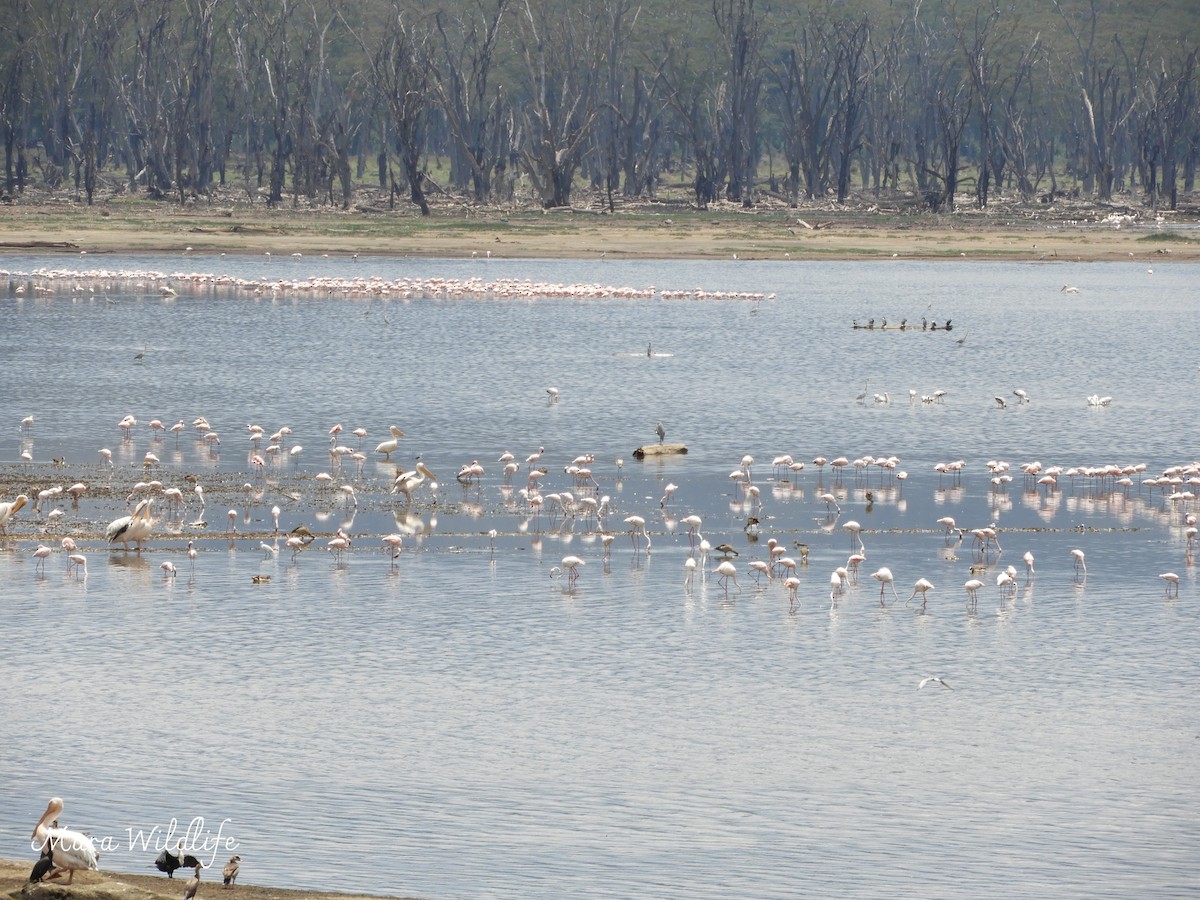 Lesser Flamingo - ML638582041