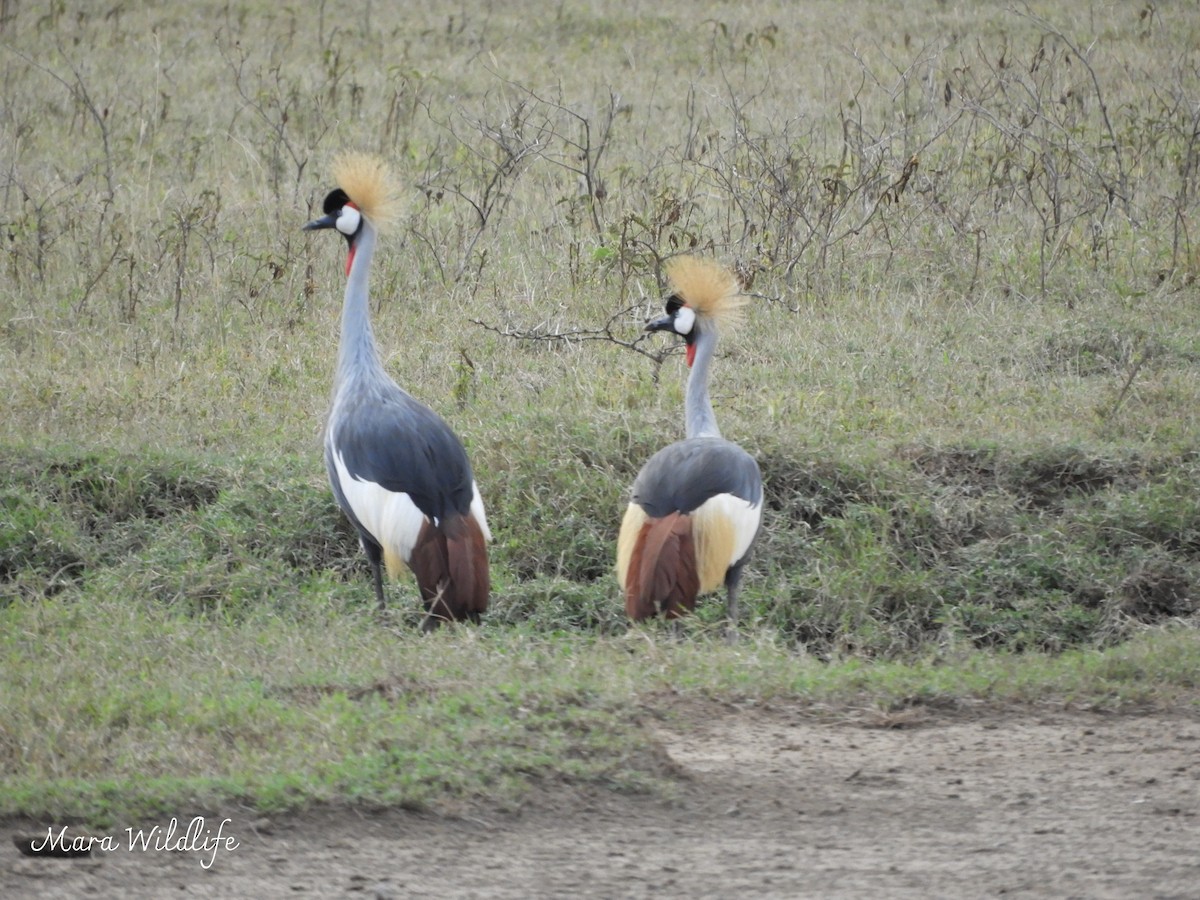 Gray Crowned-Crane - ML638582046