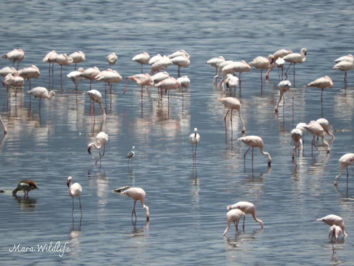 Black-winged Stilt - ML638582053