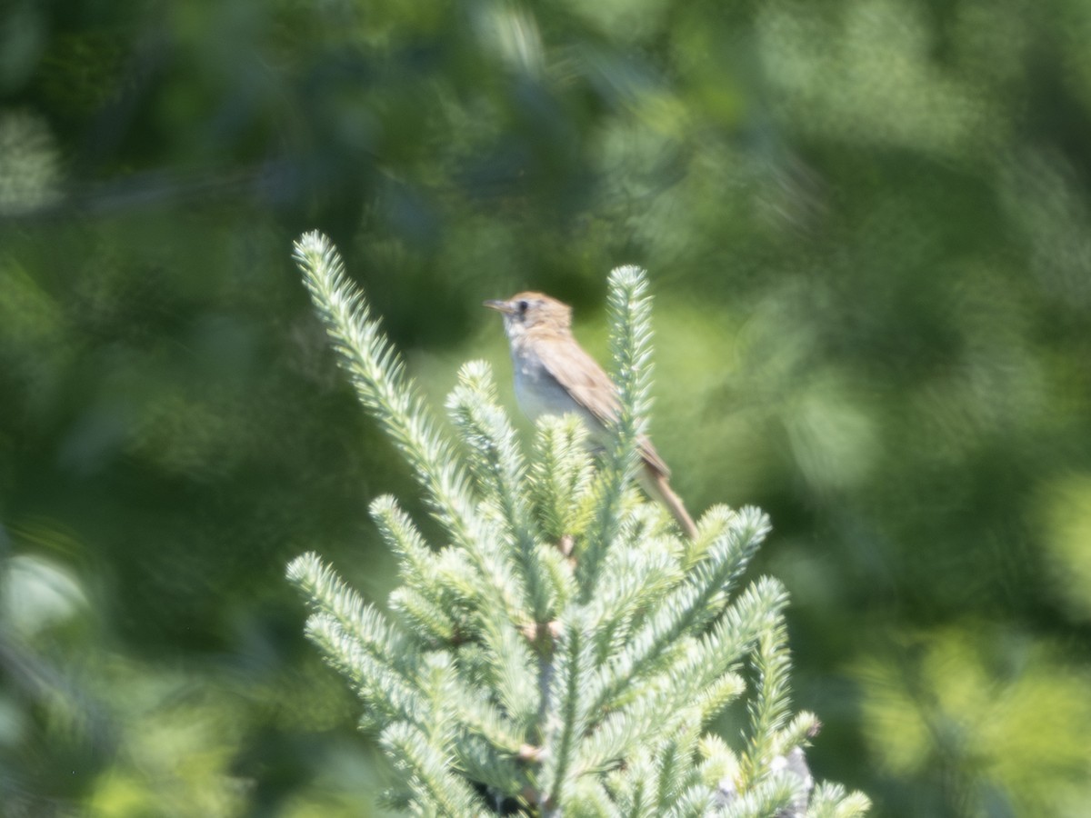 thrush sp. - ML638582108