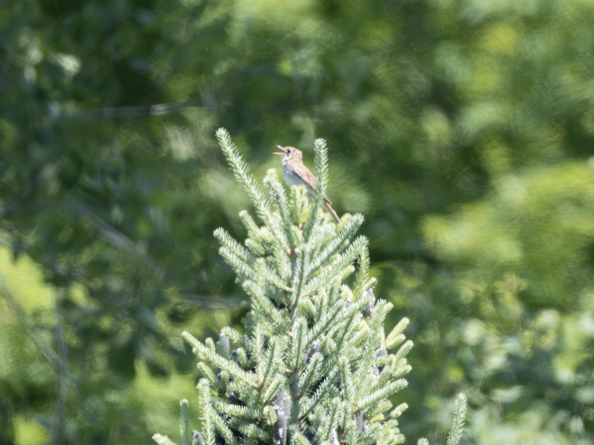 thrush sp. - ML638582109
