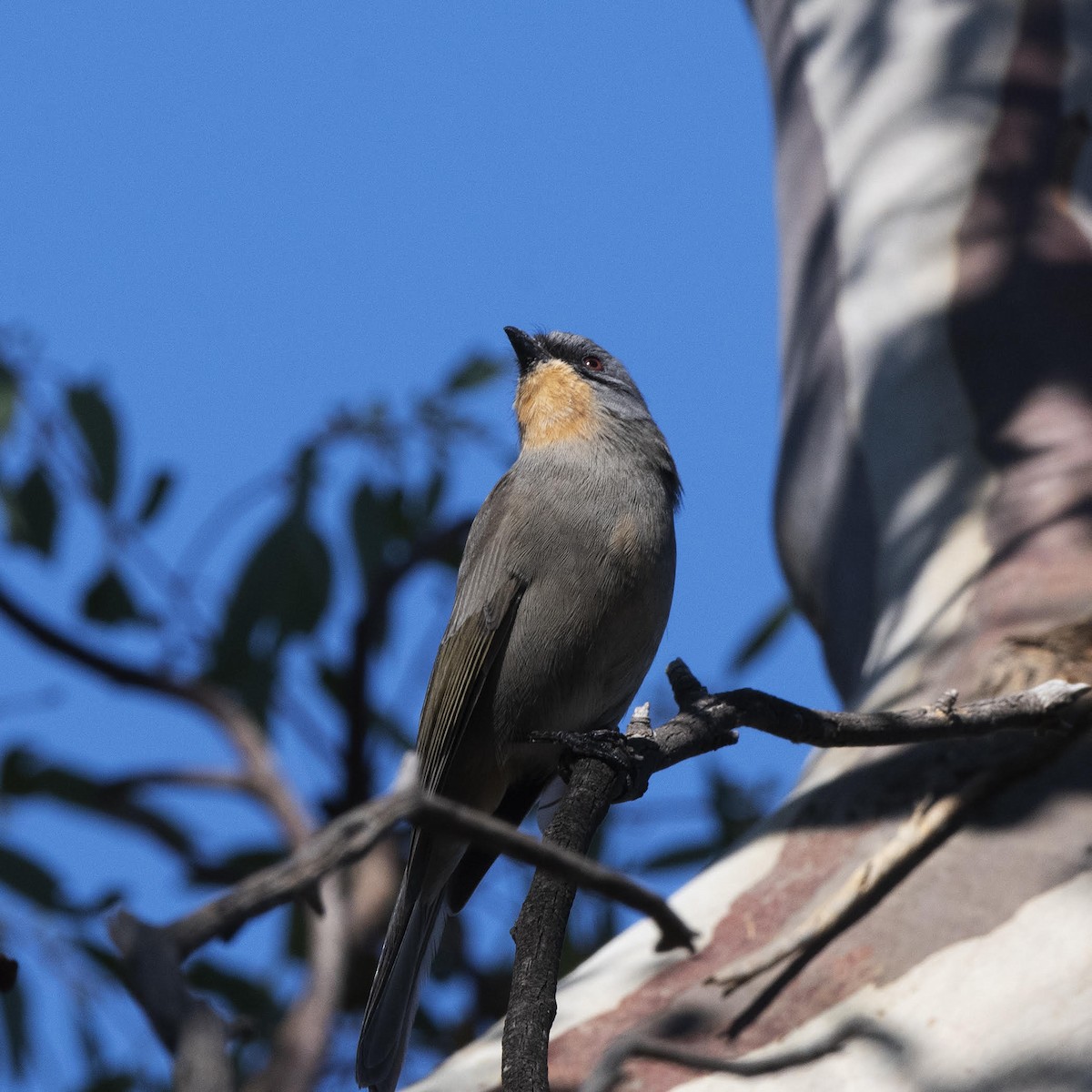 Gilbert's Whistler - ML638582121