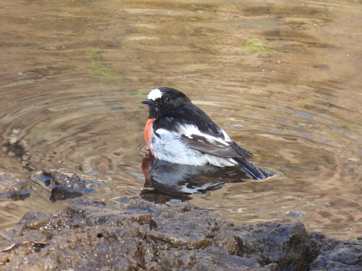 Scarlet Robin - ML638582158