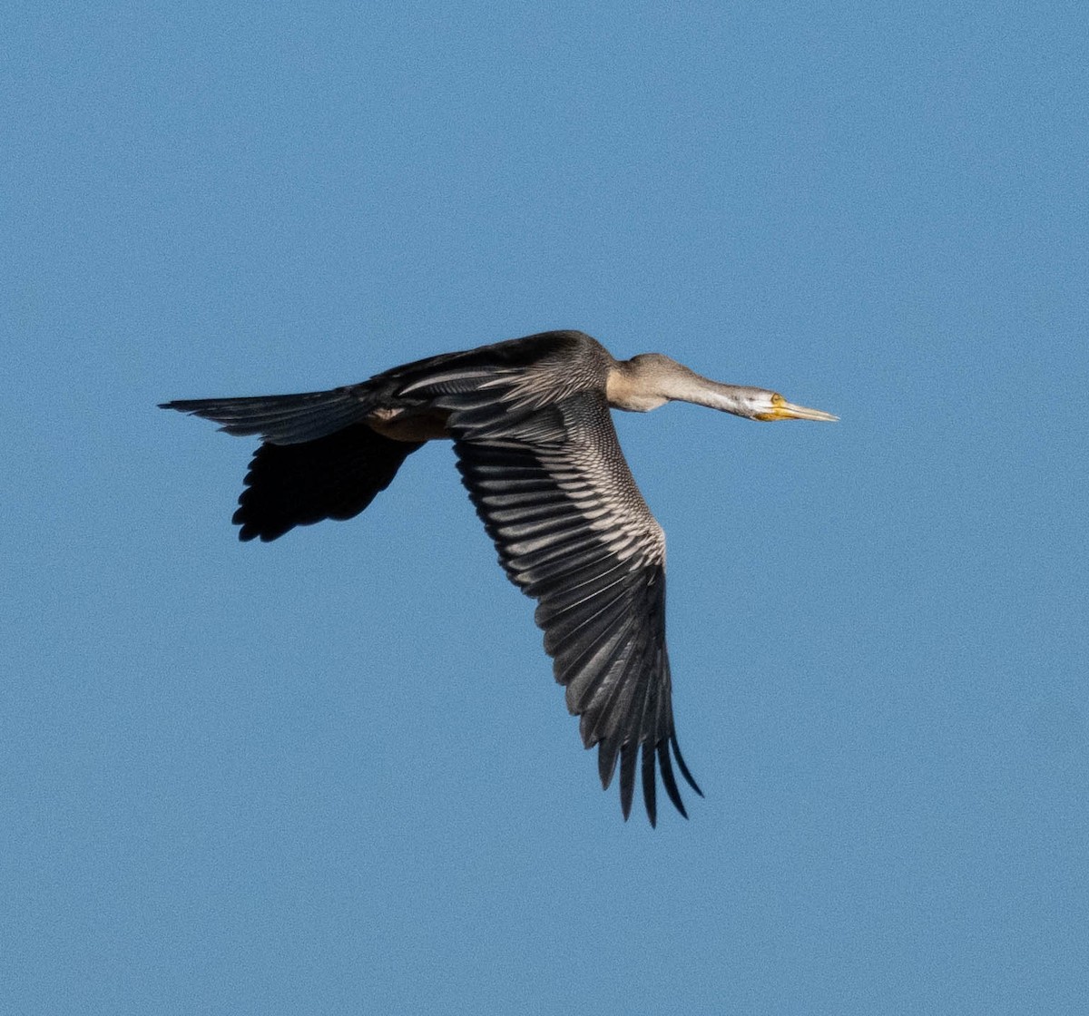 Anhinga d'Australie - ML638582159