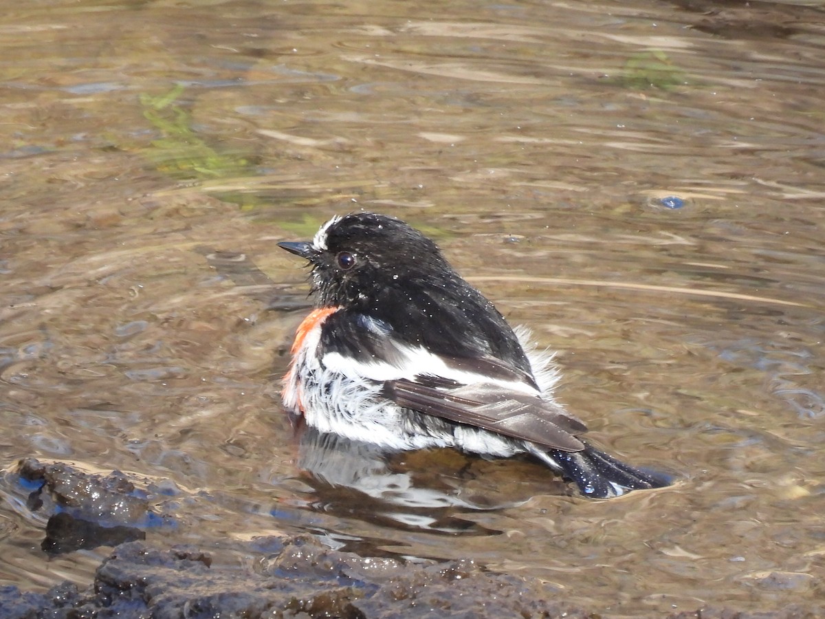 Scarlet Robin - ML638582160