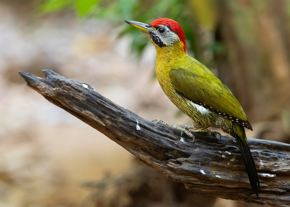 Laced Woodpecker - ML638582225