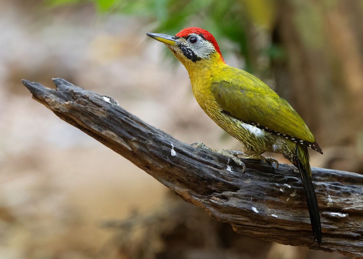 Laced Woodpecker - ML638582226