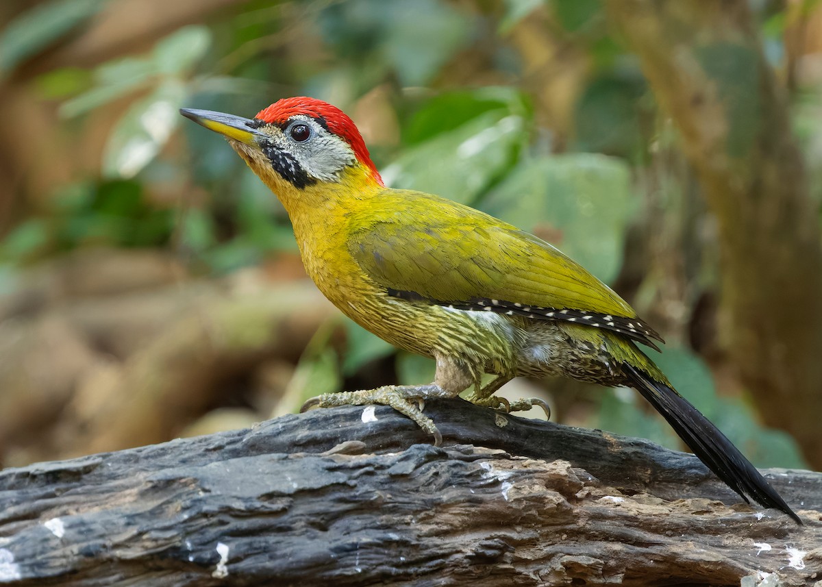 Laced Woodpecker - ML638582227