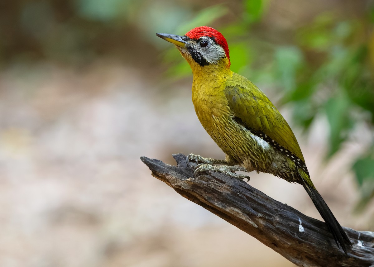 Laced Woodpecker - ML638582228