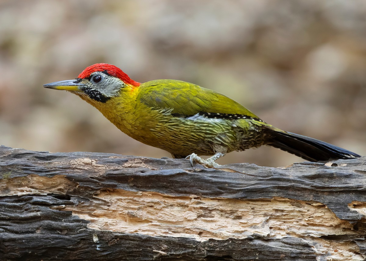 Laced Woodpecker - ML638582229