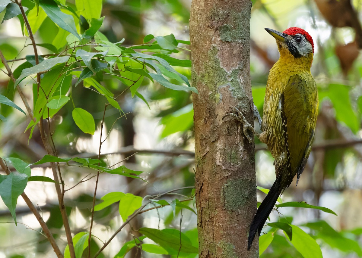 Laced Woodpecker - ML638582231