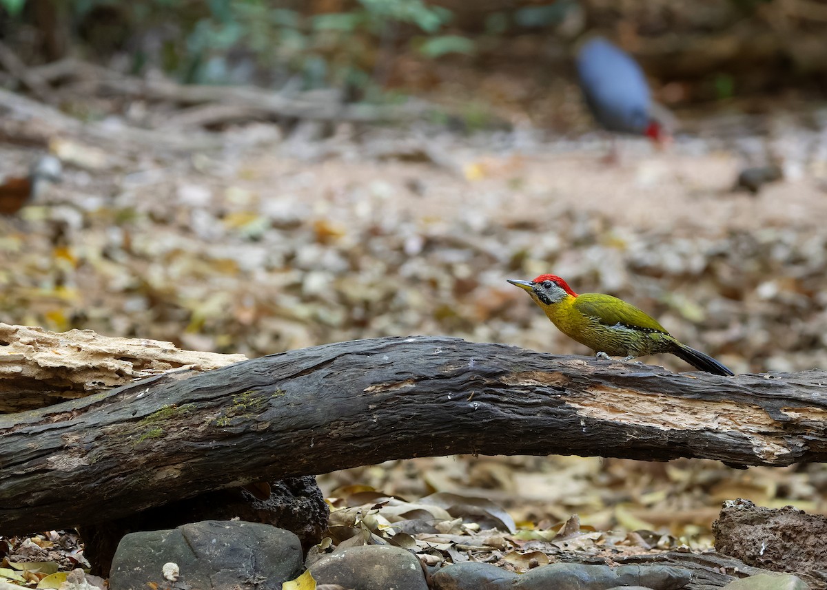 Laced Woodpecker - ML638582232