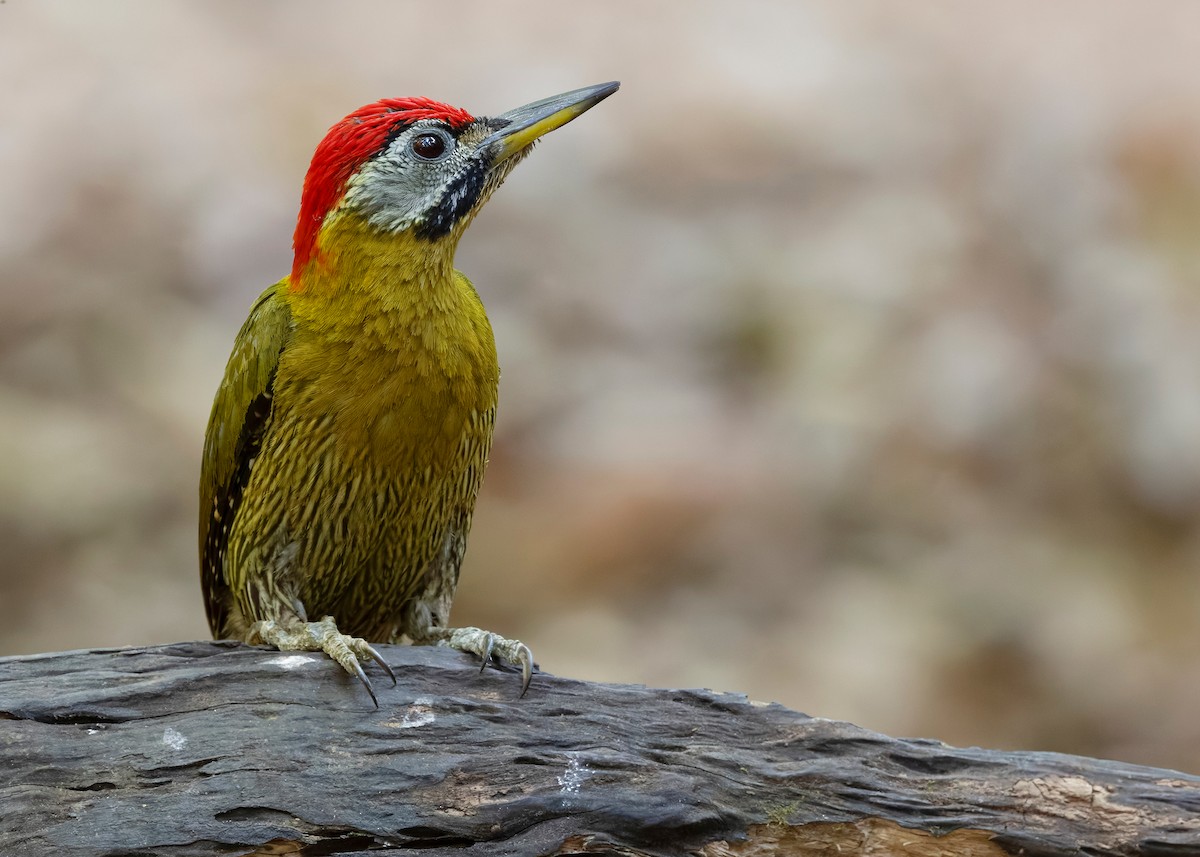 Laced Woodpecker - ML638582233