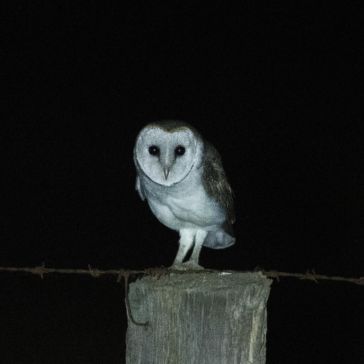 Eastern Barn Owl (Eastern) - ML638582234