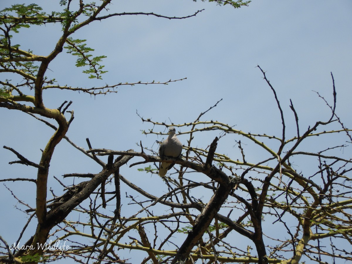 Ring-necked Dove - ML638582236