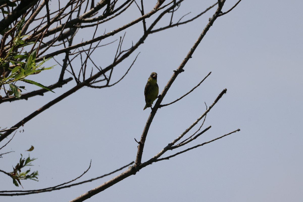 Masked Bunting - ML638582243