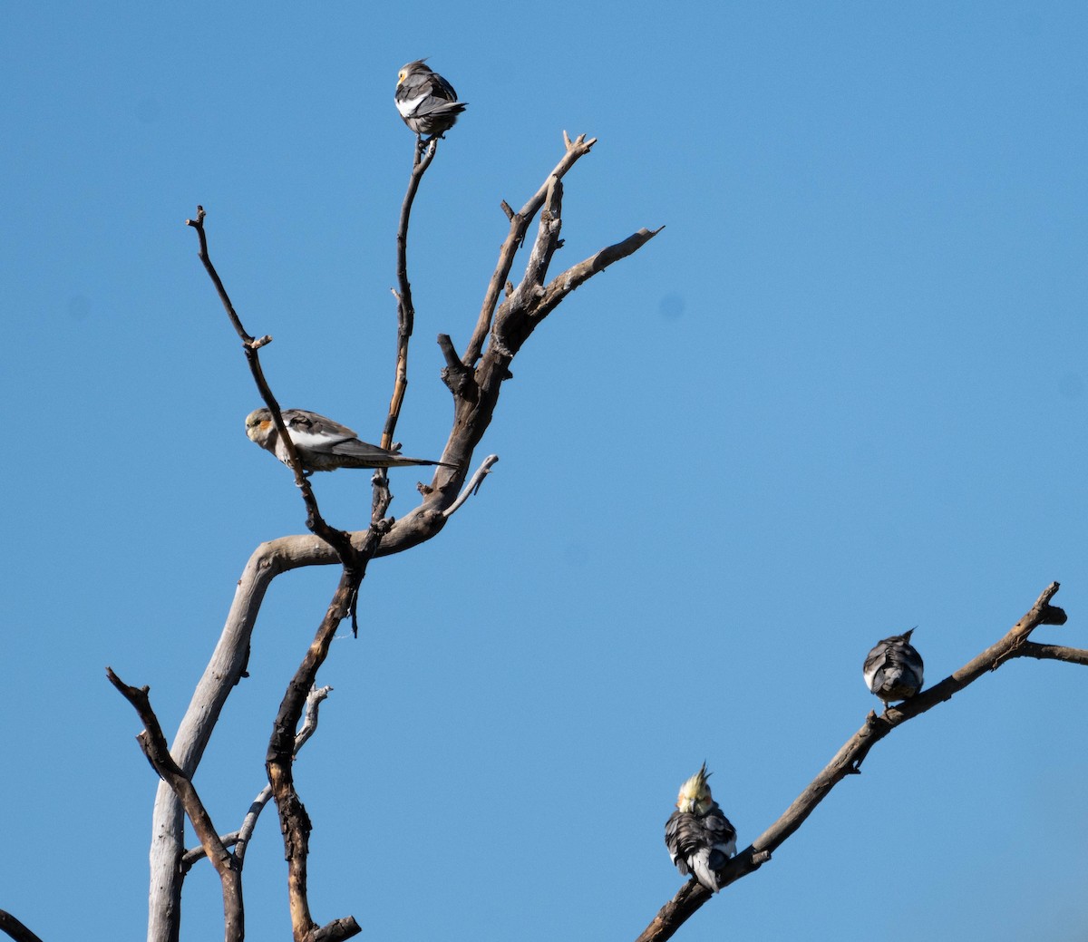 Cockatiel - ML638582245