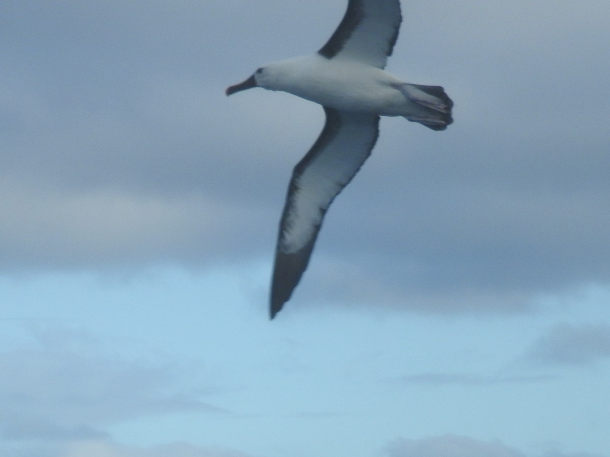 Indian Yellow-nosed Albatross - ML638582257
