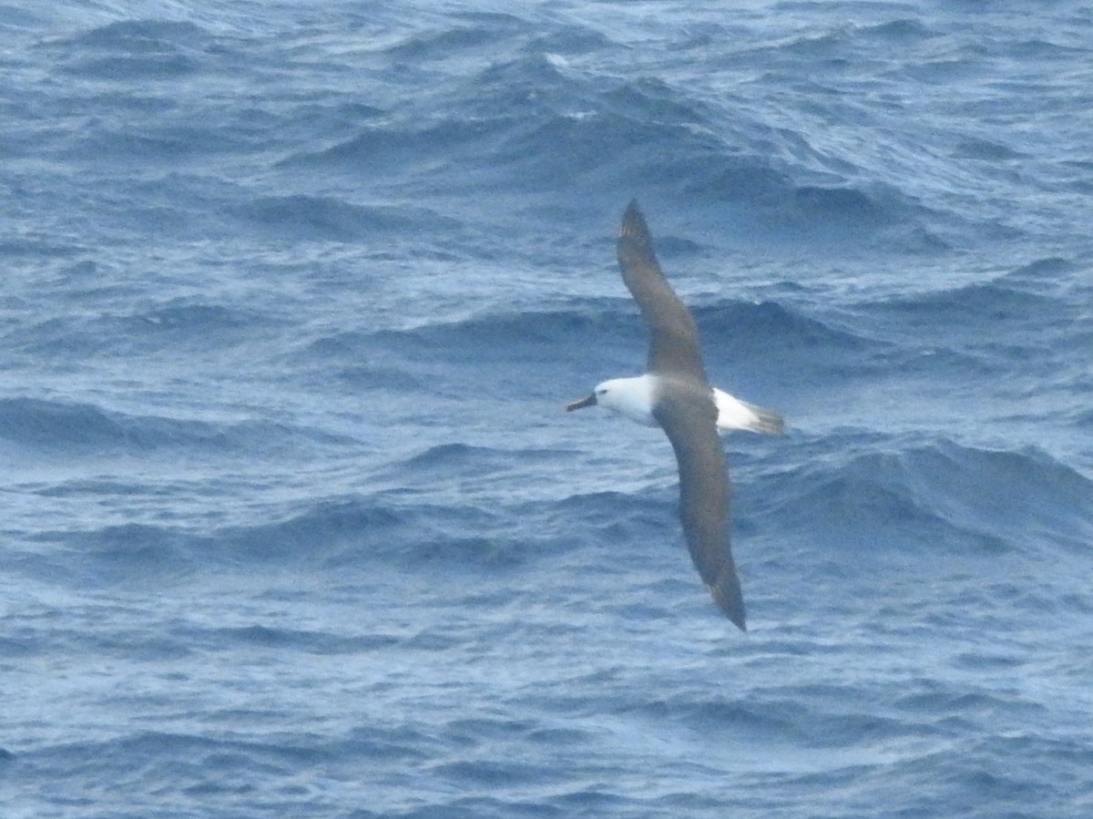 Indian Yellow-nosed Albatross - ML638582258