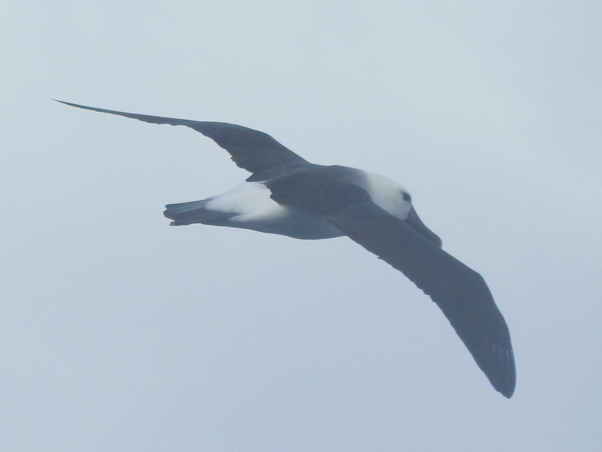 Indian Yellow-nosed Albatross - ML638582259
