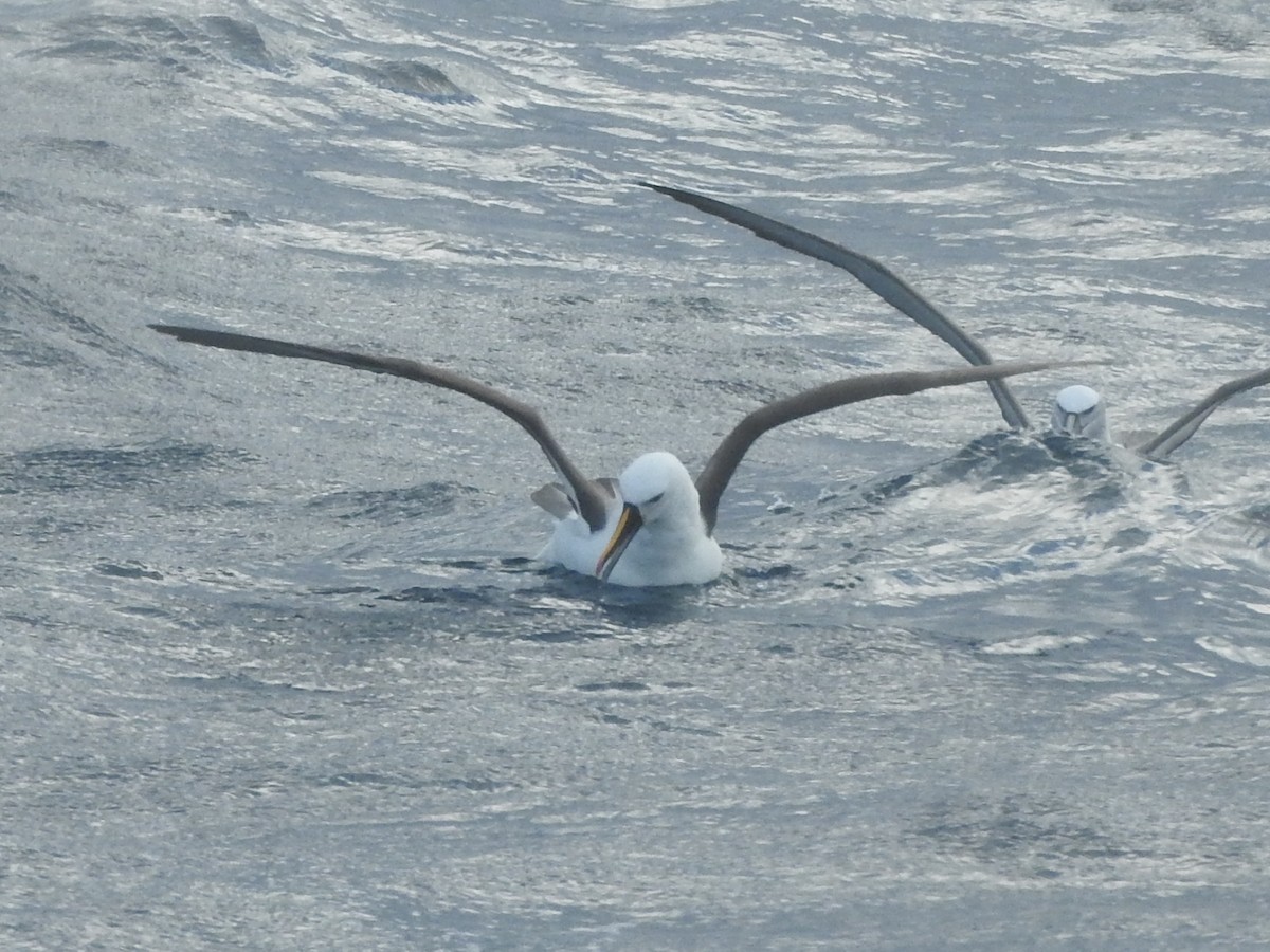 Indian Yellow-nosed Albatross - ML638582262