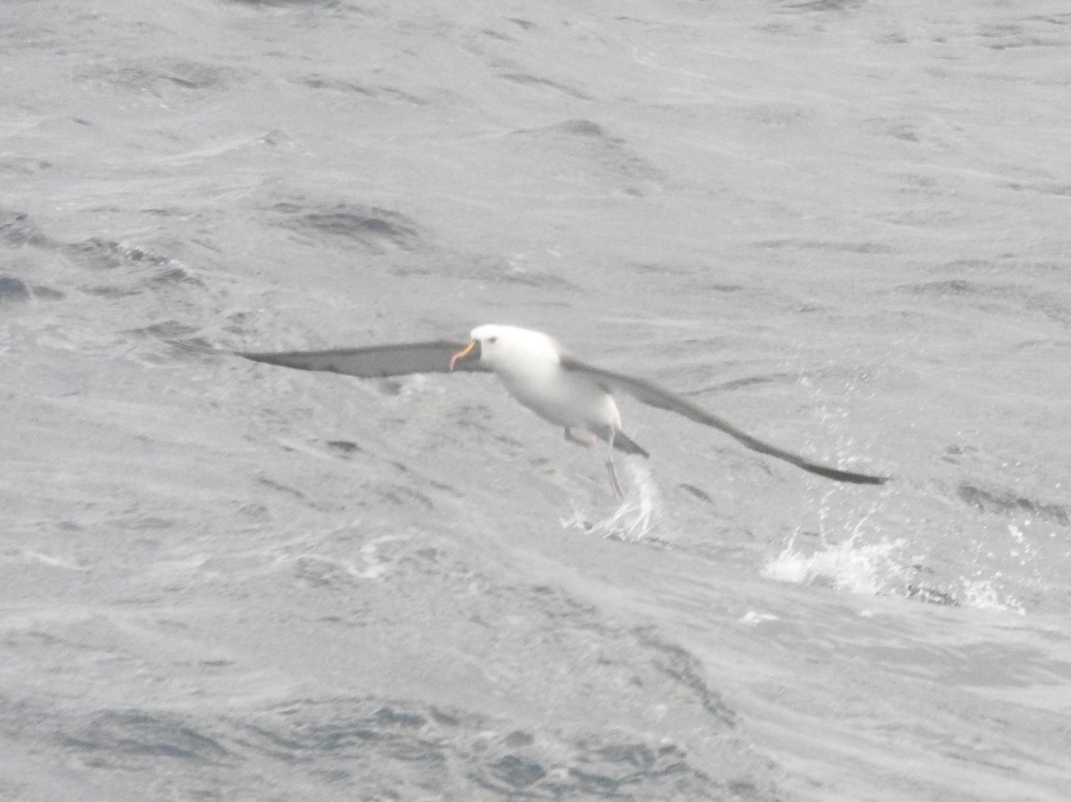 Indian Yellow-nosed Albatross - ML638582263