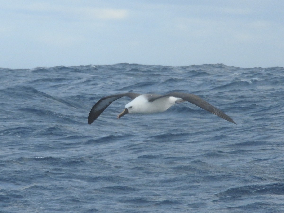 Indian Yellow-nosed Albatross - ML638582264