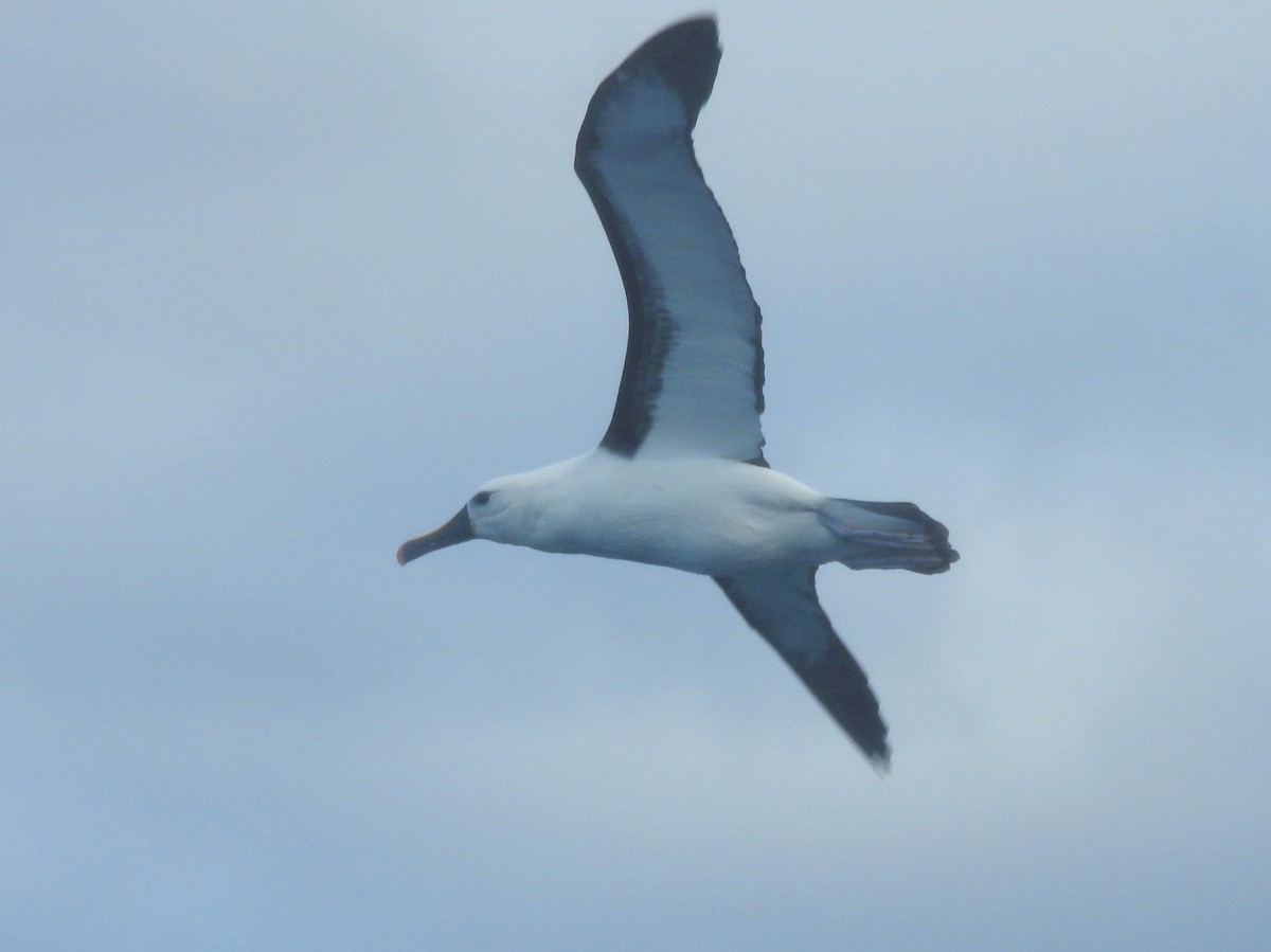 Indian Yellow-nosed Albatross - ML638582266