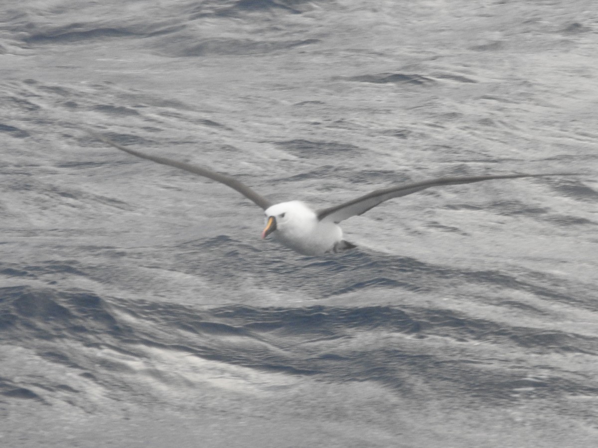 Indian Yellow-nosed Albatross - ML638582267