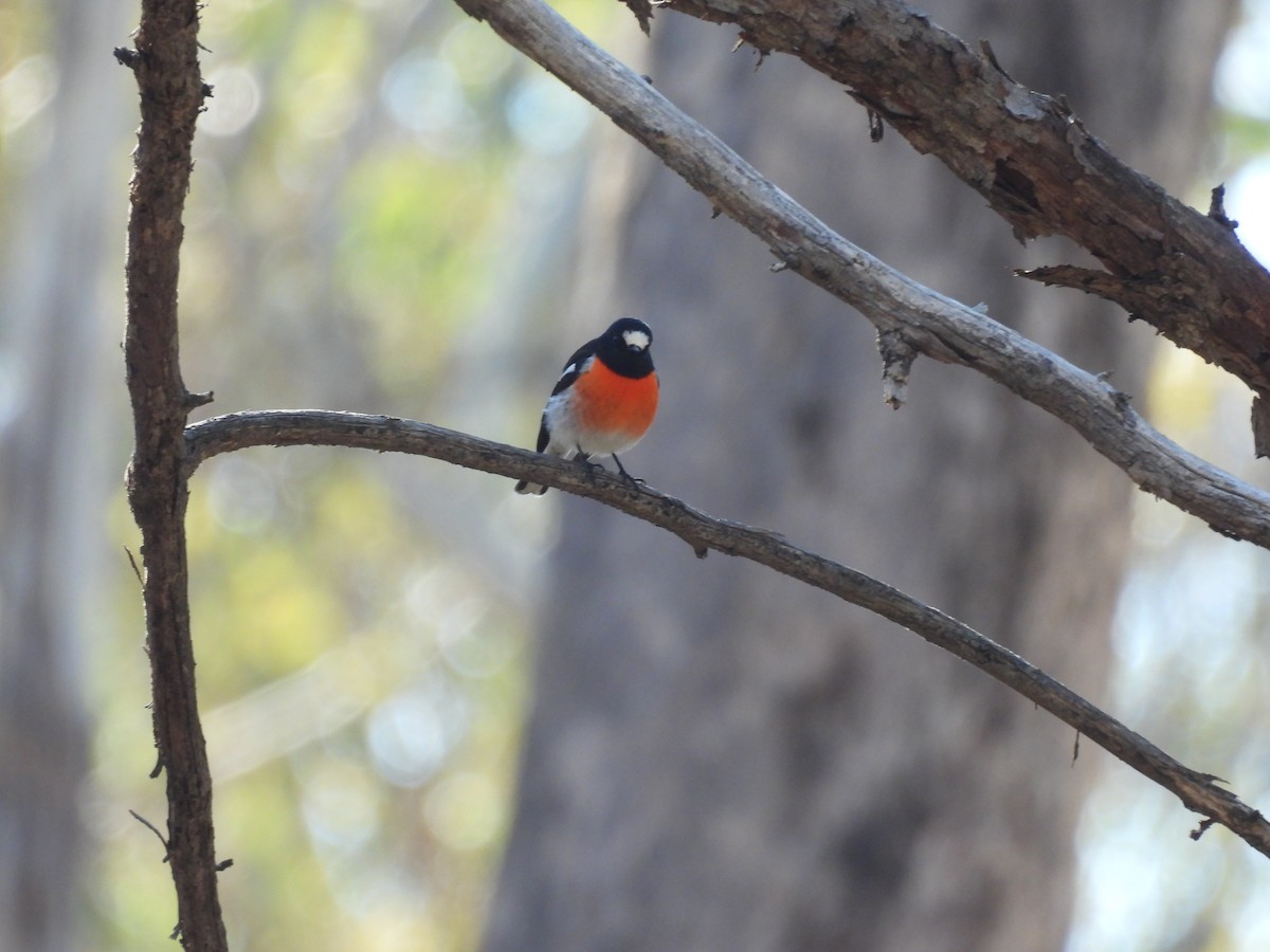 Scarlet Robin - ML638582282