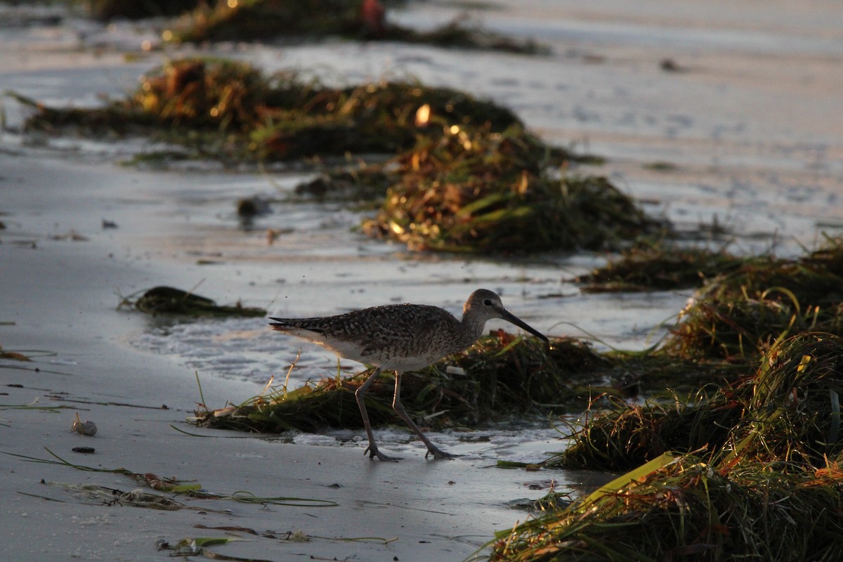Willet - ML638582293