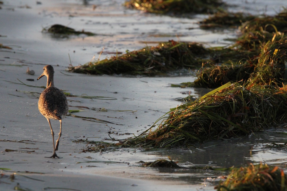 Willet - ML638582294