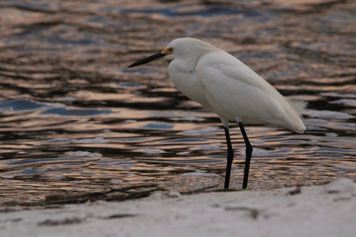 Snowy Egret - ML638582305