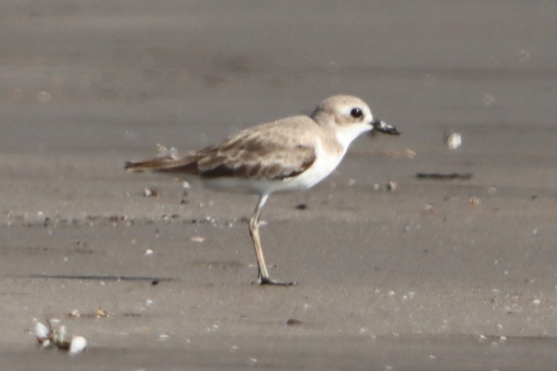 Greater Sand-Plover - ML638582345