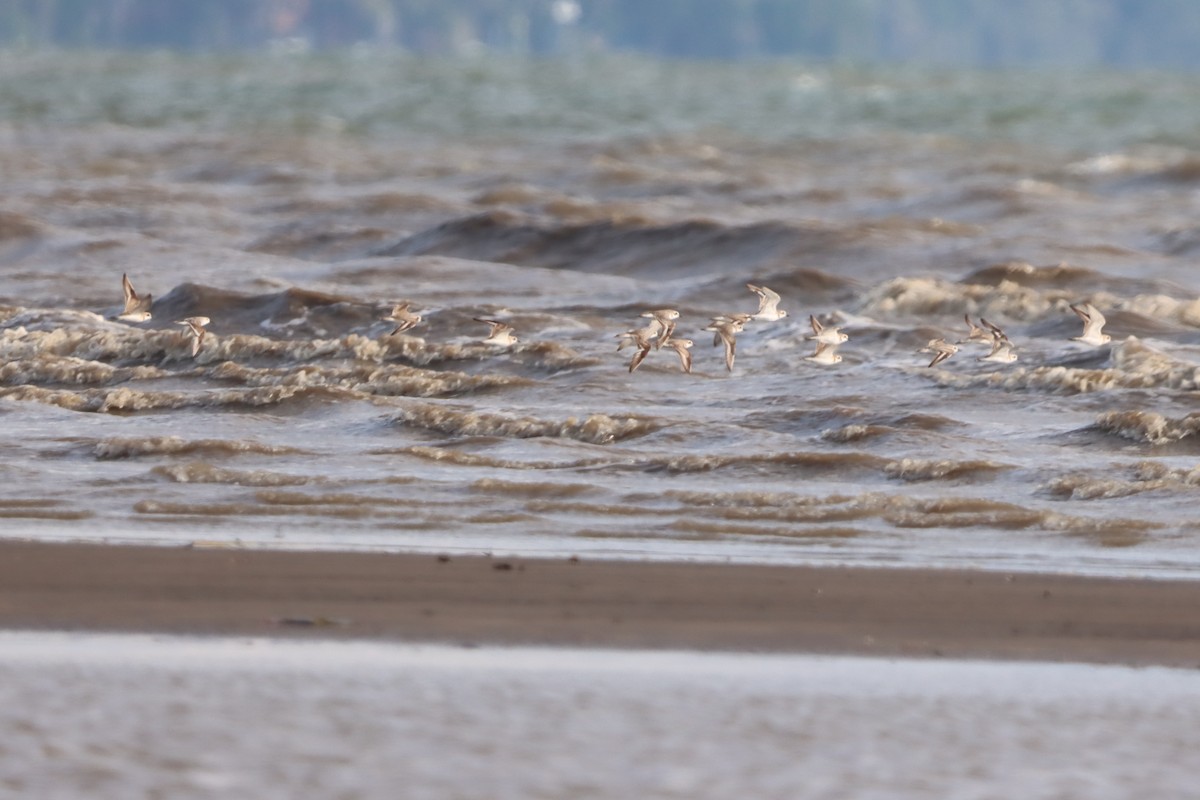 Greater Sand-Plover - ML638582346