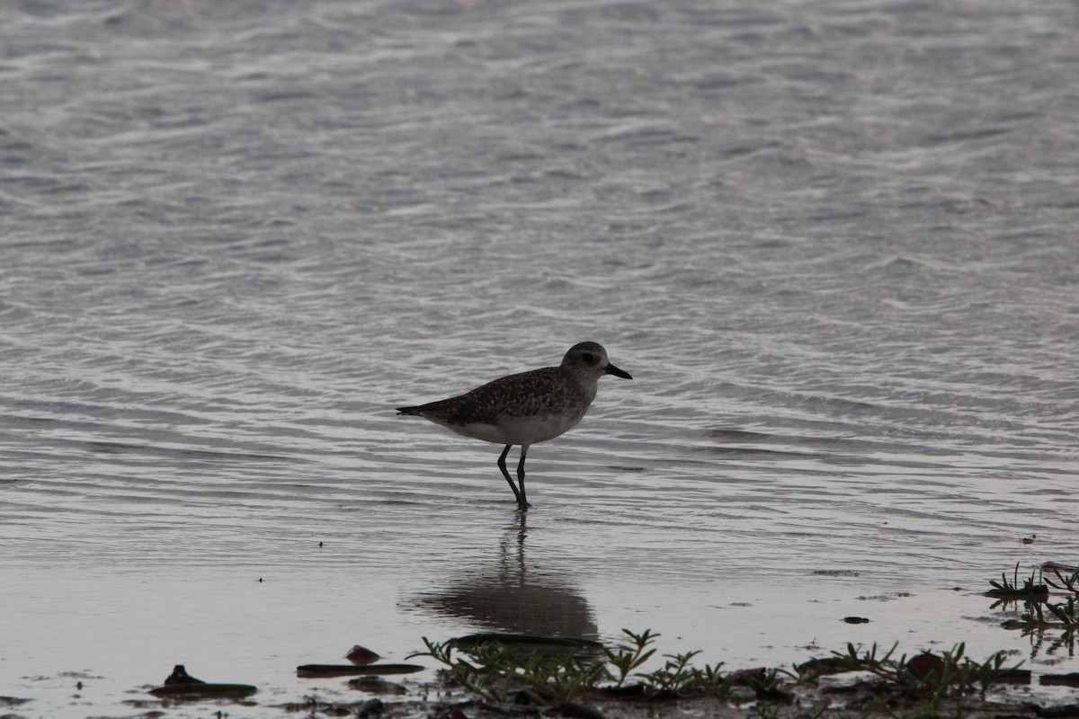 Black-bellied Plover - ML638582349
