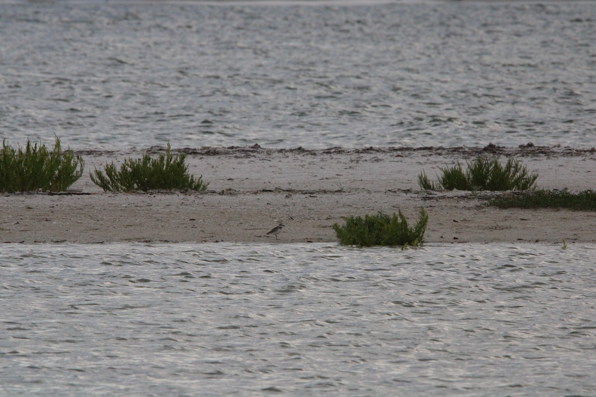 Wilson's Plover - ML638582354