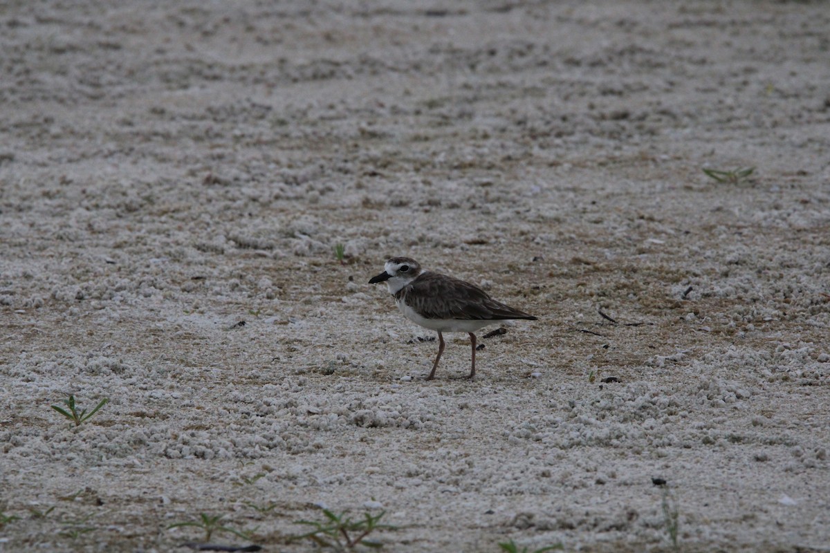 Wilson's Plover - ML638582372