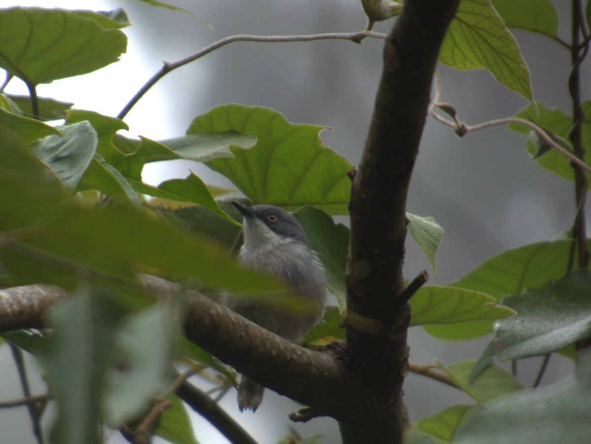 Black-headed Apalis - ML638582376