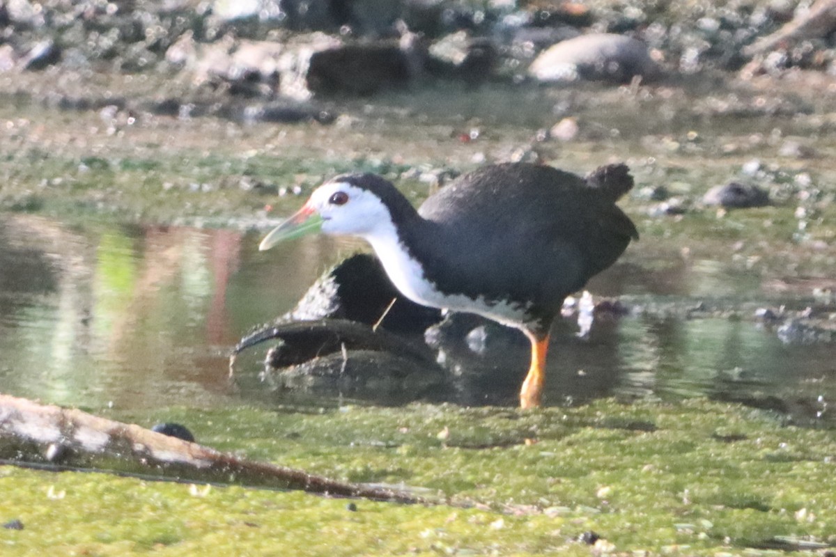 White-breasted Waterhen - ML638582377