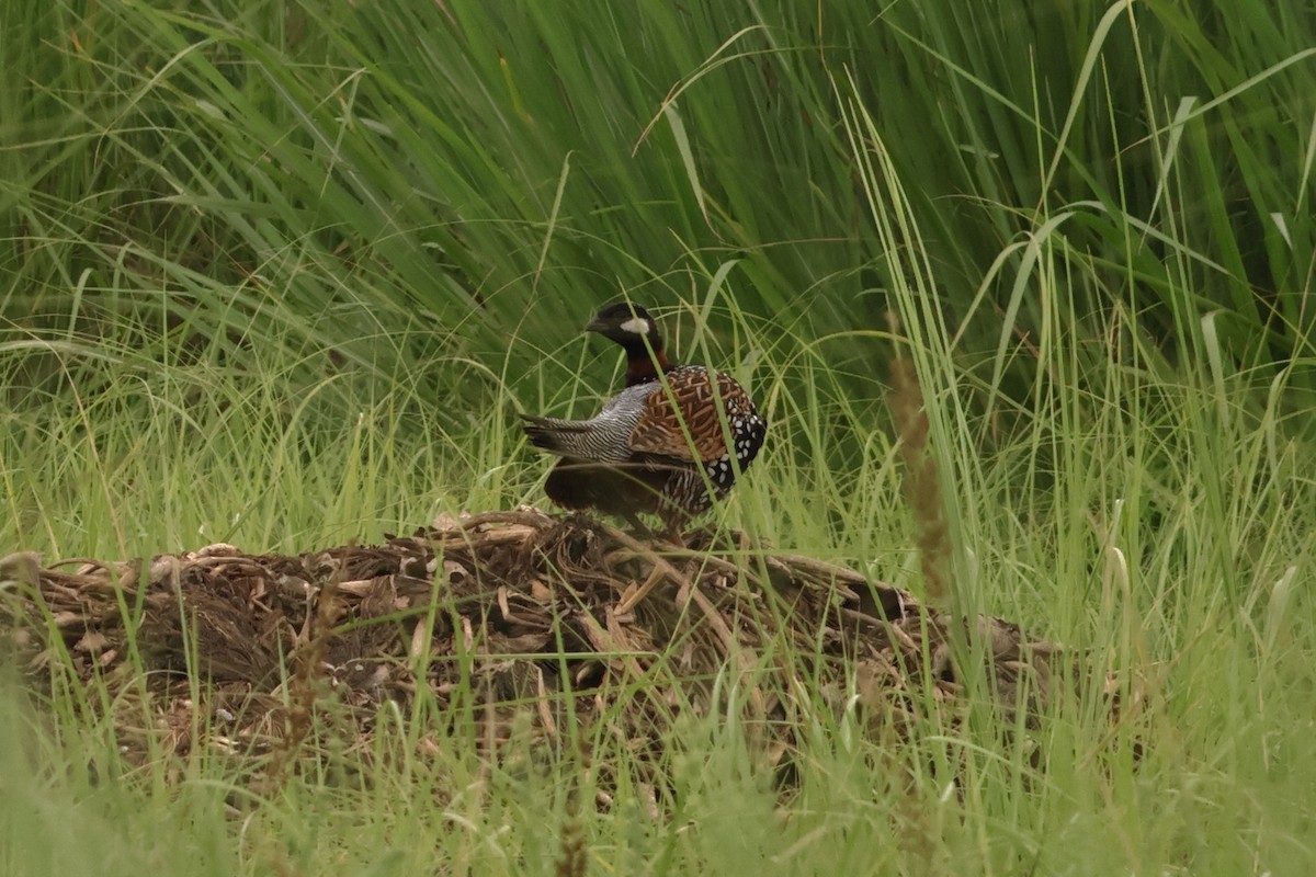 Black Francolin - ML638582379