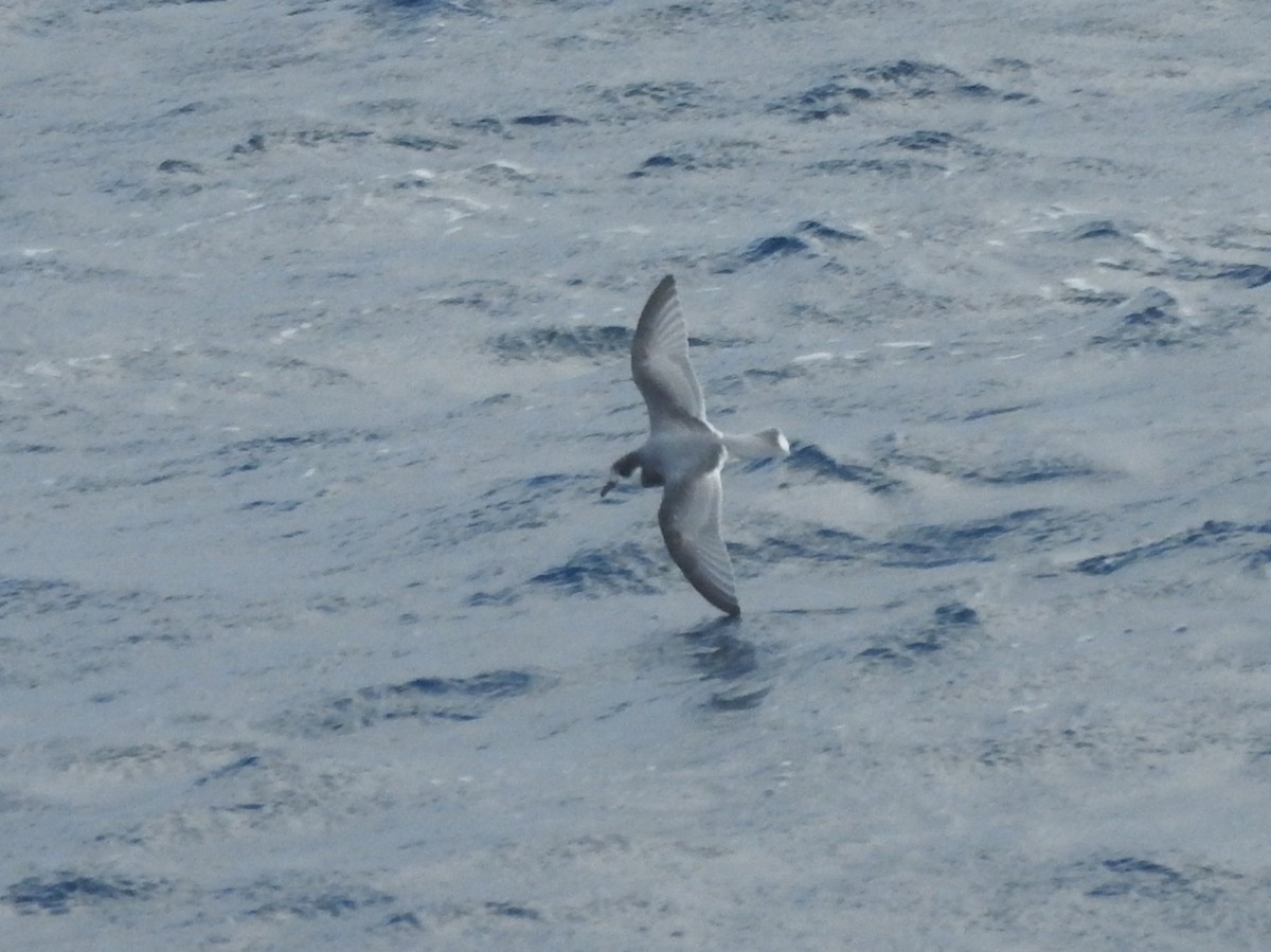 Blue Petrel - ML638582385