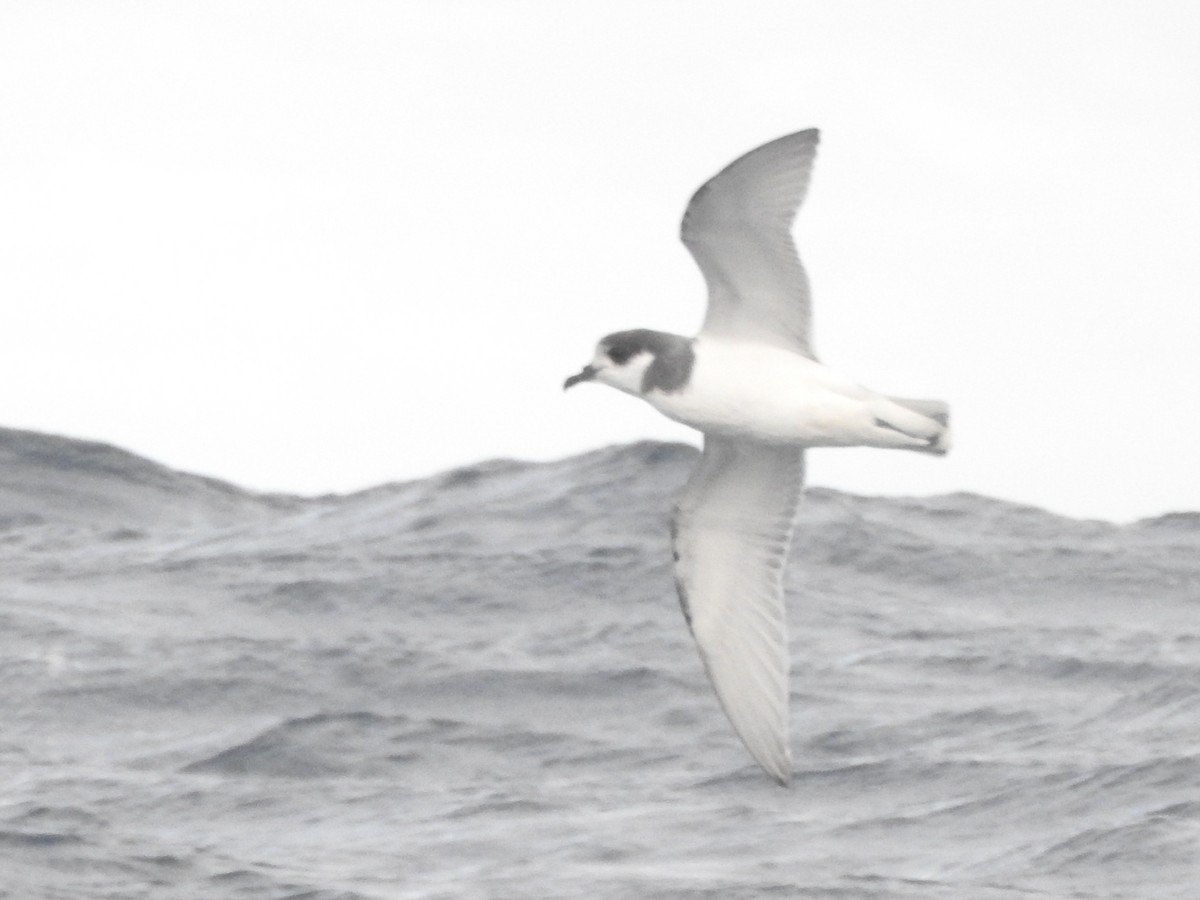 Blue Petrel - ML638582386