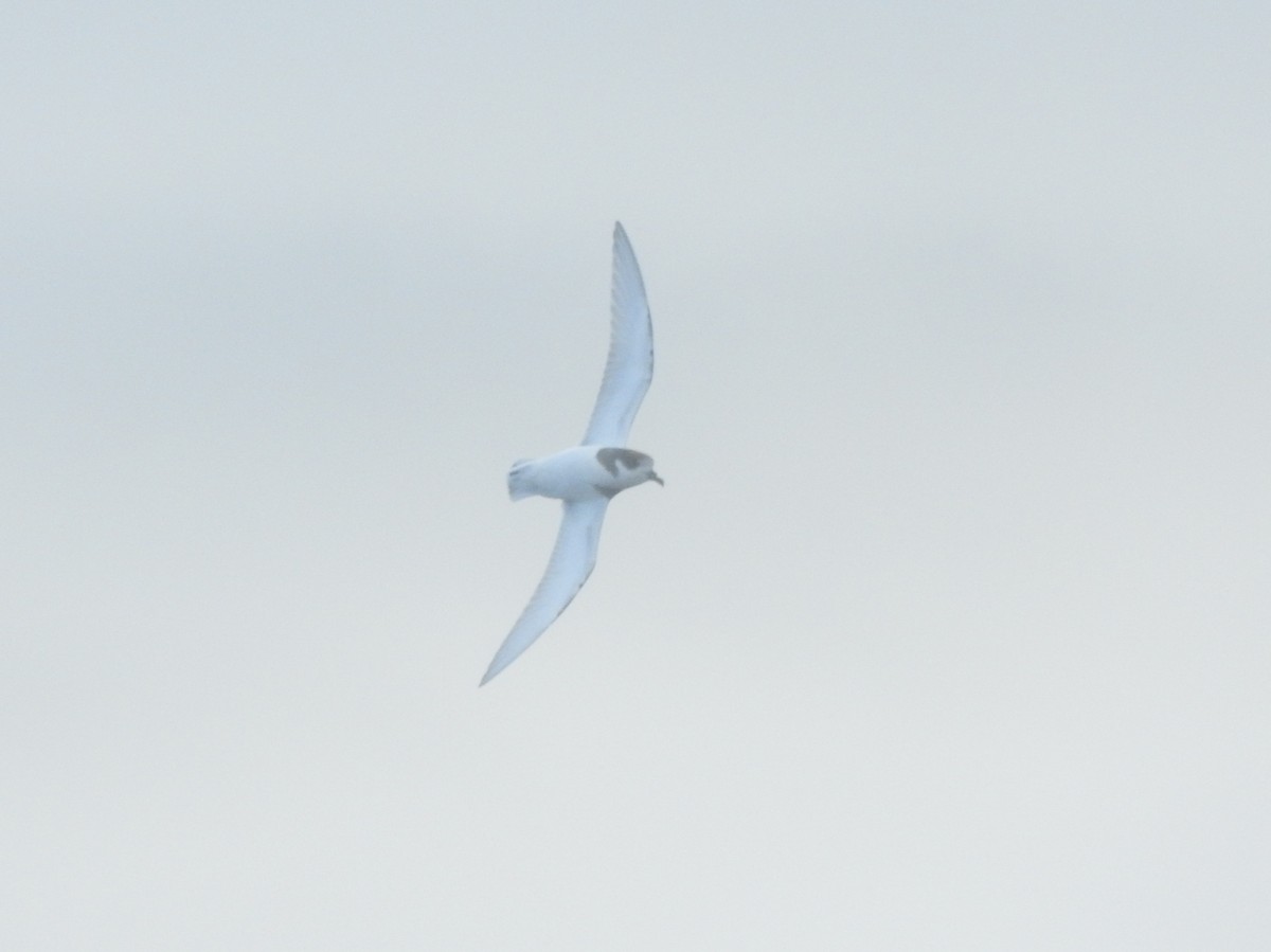 Blue Petrel - ML638582387