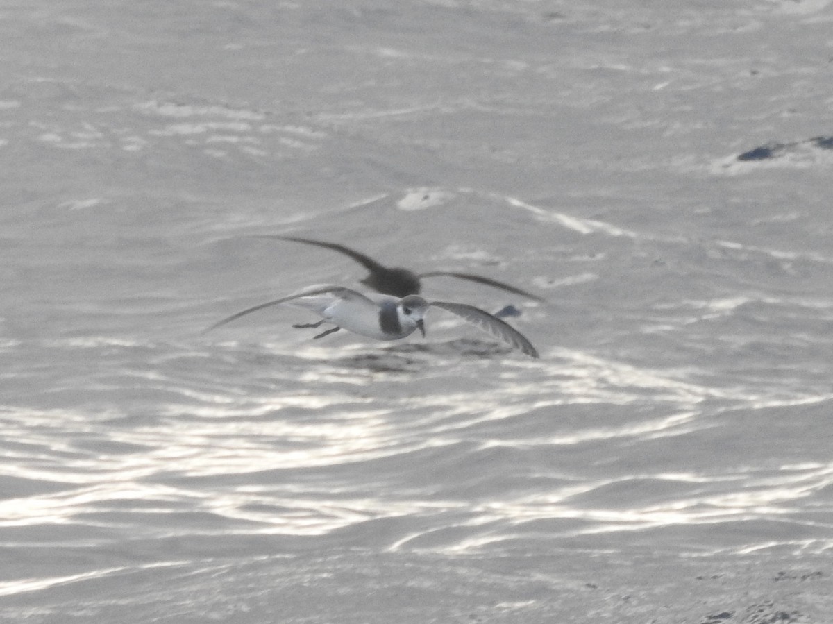 Blue Petrel - ML638582388