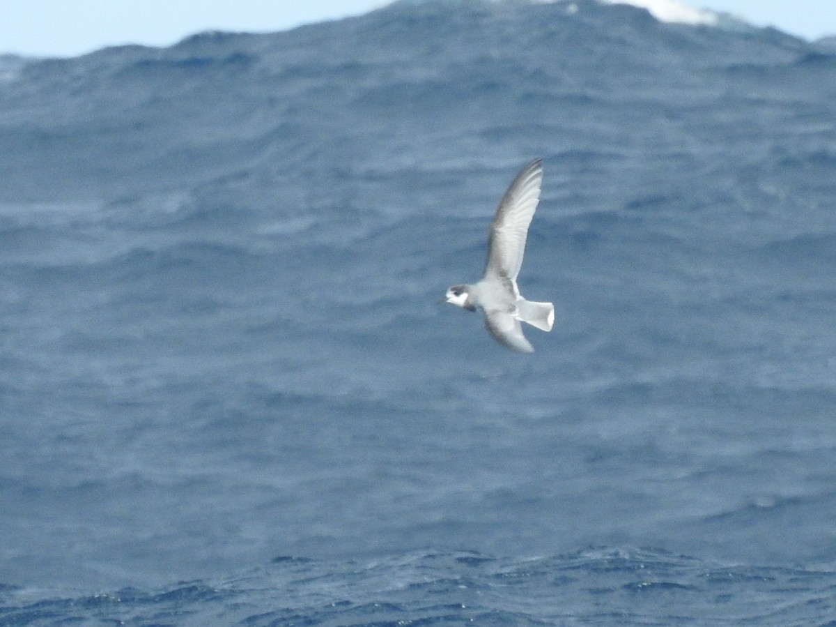 Blue Petrel - ML638582389