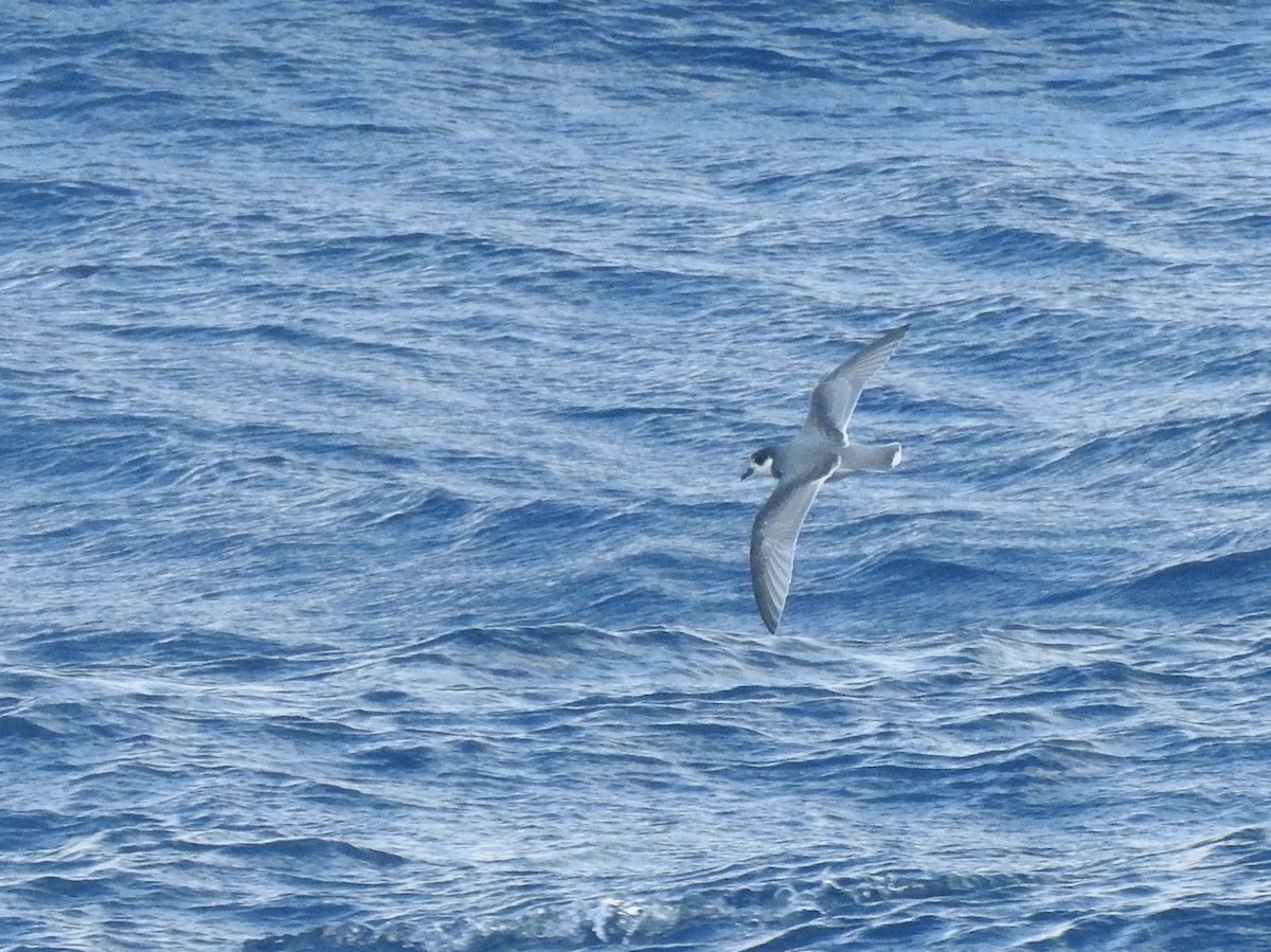 Blue Petrel - ML638582390